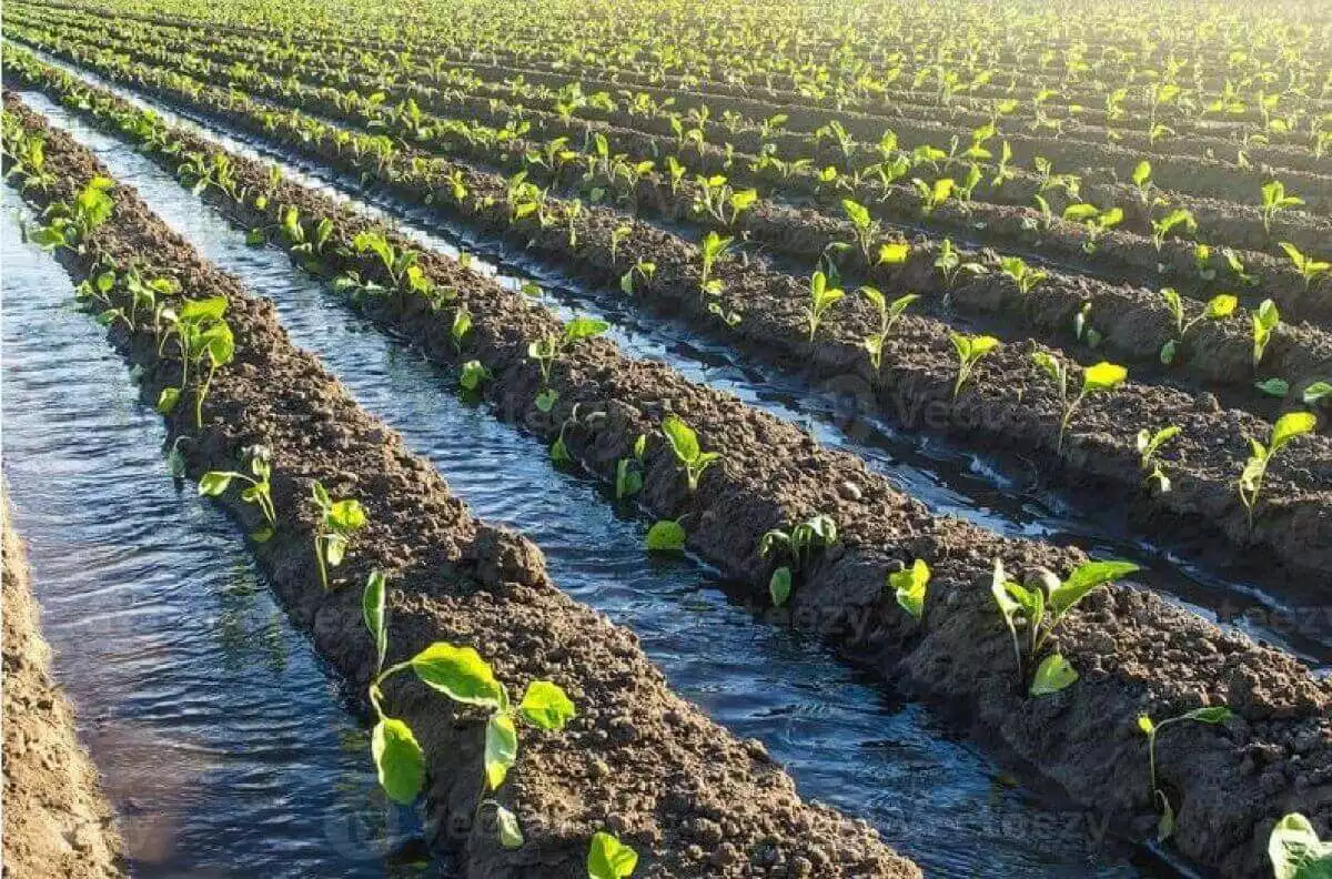Portfolio AGRIFORLAND